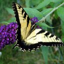 Vera Thayer - @vthayer1 - Twitter