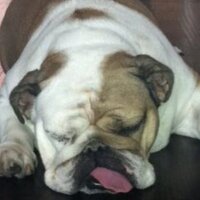Jeffrey Sternberg (@jeffreysternber) 's Twitter Profile