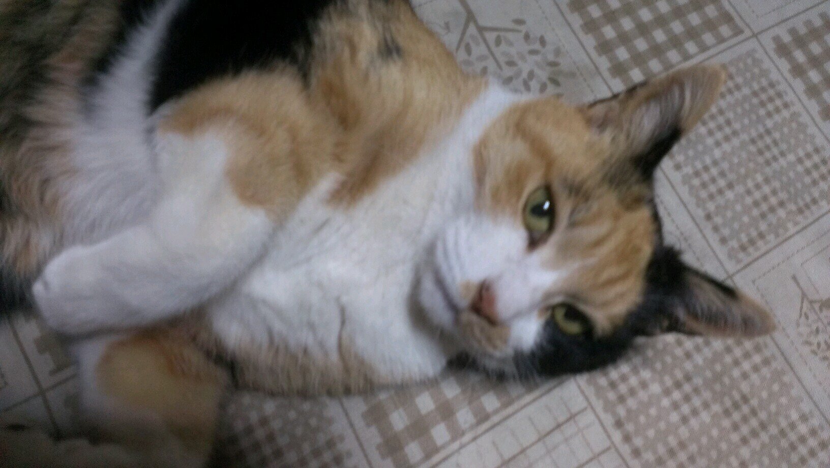 かぶ