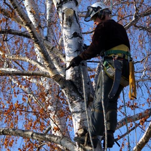 DennissTreeServ's profile picture. (405) 820-5420
Our company provides tree services at low rates. Emergency services and free estimates are also available. Call us now!