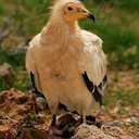 أبوراشد (@00971508494759) Twitter