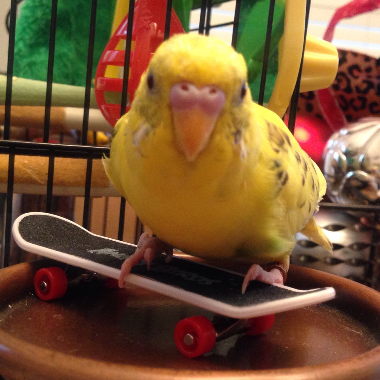 .:Aka Chechin / Baybeebird:. Me love to talk, skateboard, dance and much more!Survived Pneumonia against all odds when i was a little baybee!Bring it on world!