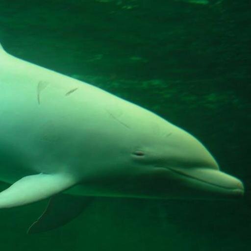 People call me Angel. I am a baby albino dolphin. Taiji fisherman captured me and ripped me from my family. 

Help me! I want my Mommy!