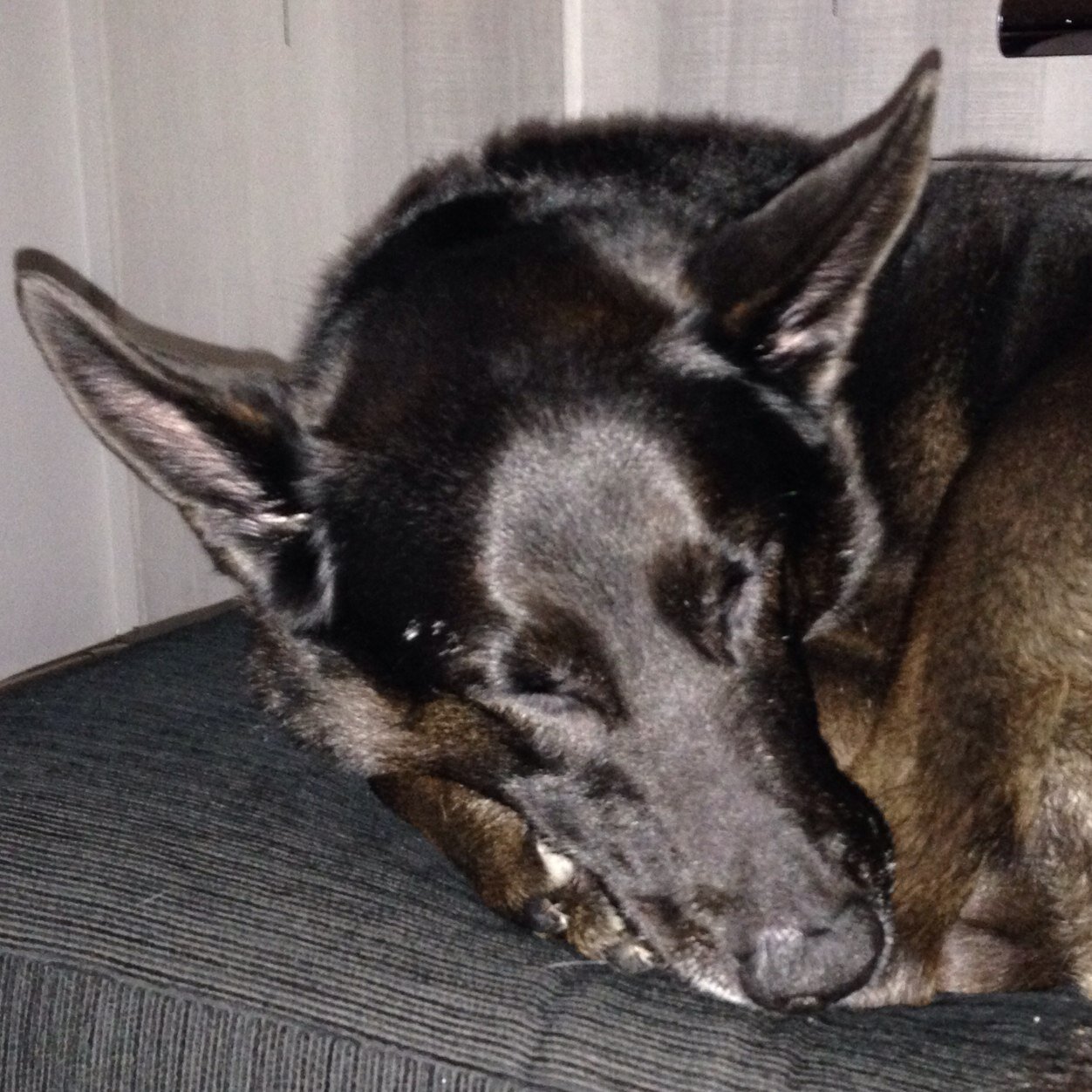 sega_mart's profile picture. 