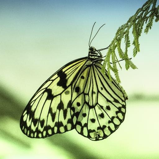 The North Somerset Butterfly House is a tropical paradise, whatever the weather, where you can surround yourself with exotic butterflies and stunning flowers.
