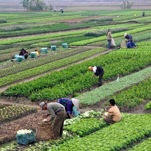 The leading journal of agrarian political economy - Companion editors' website: https://t.co/fZuMIAQ7jn