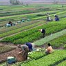 AgrarianChange's profile picture. The leading journal of agrarian political economy - Companion editors' website: https://t.co/fZuMIAQ7jn