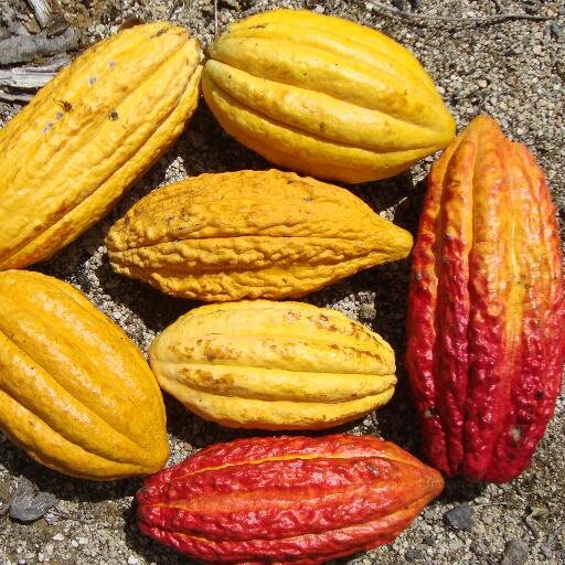 Cacao/Plátano/Papaya, destruyendo mitos en agricultura. Agricultura convencional, libre mercado.