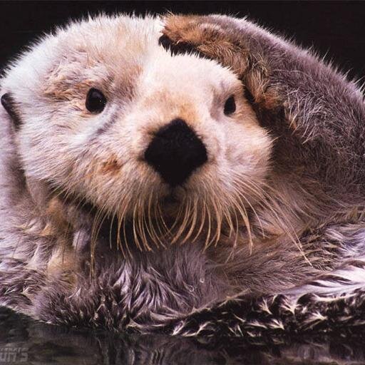 Taco Maker, Student, Otter Lover, Beach Dweller