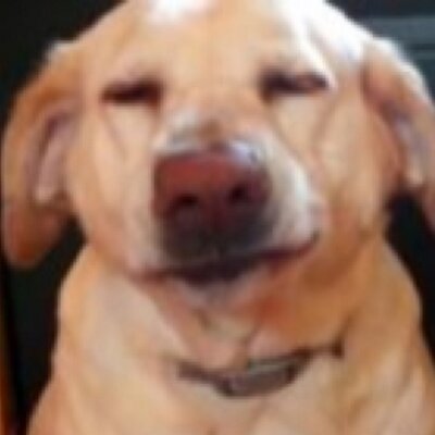 Jedi_bowbow's profile image