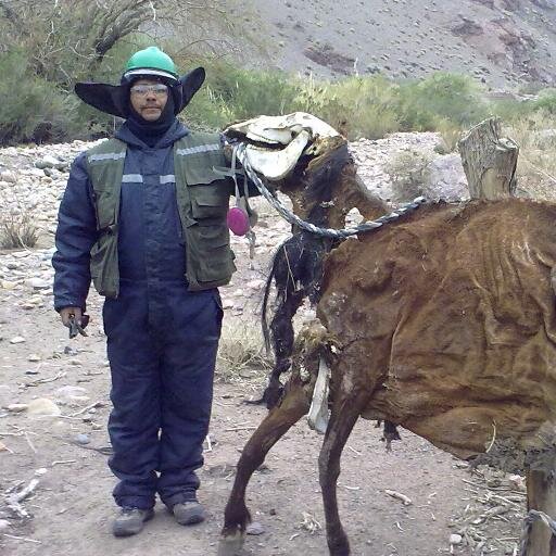 de perro