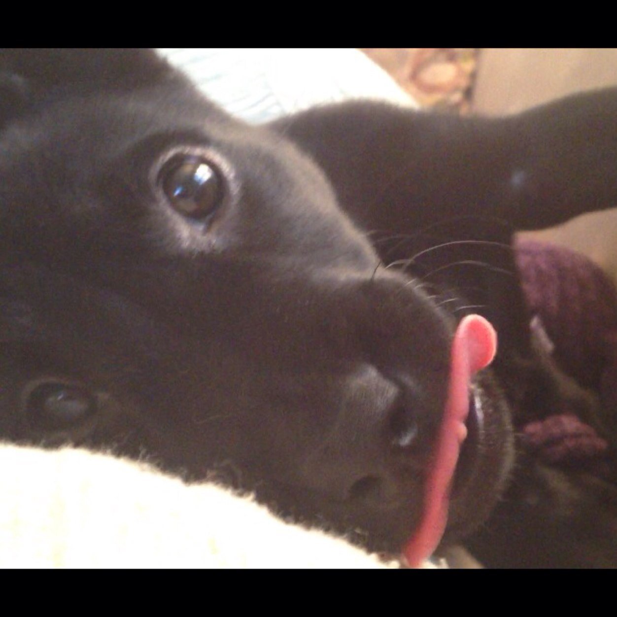 Pursuing a career in puppies.