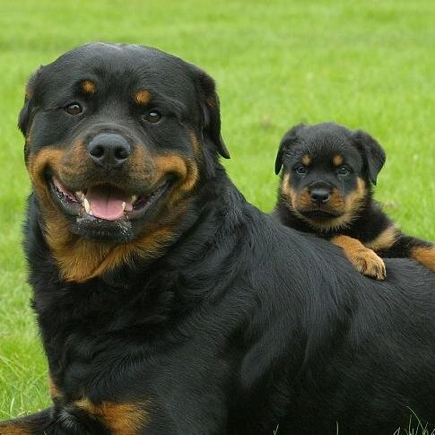Rottweilers are kind breeds!!!! just because they are strong,stupid horrid people bring them up to be vicious 700 followers to stop cruelty to rottweilers plz!!