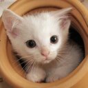 lara kern - @lara61102 - Twitter