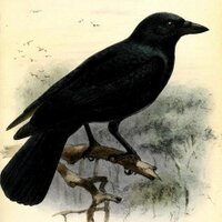 ۷ﻉɼɭѻɼﻉก ٱ๓ ƈɦคѻร (@krankeseele666) 's Twitter Profile