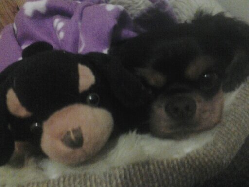 ComKitkitkat's profile picture. woof! hey people im ava and follow me or else ....