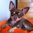 MrDarcyThePooch's profile image