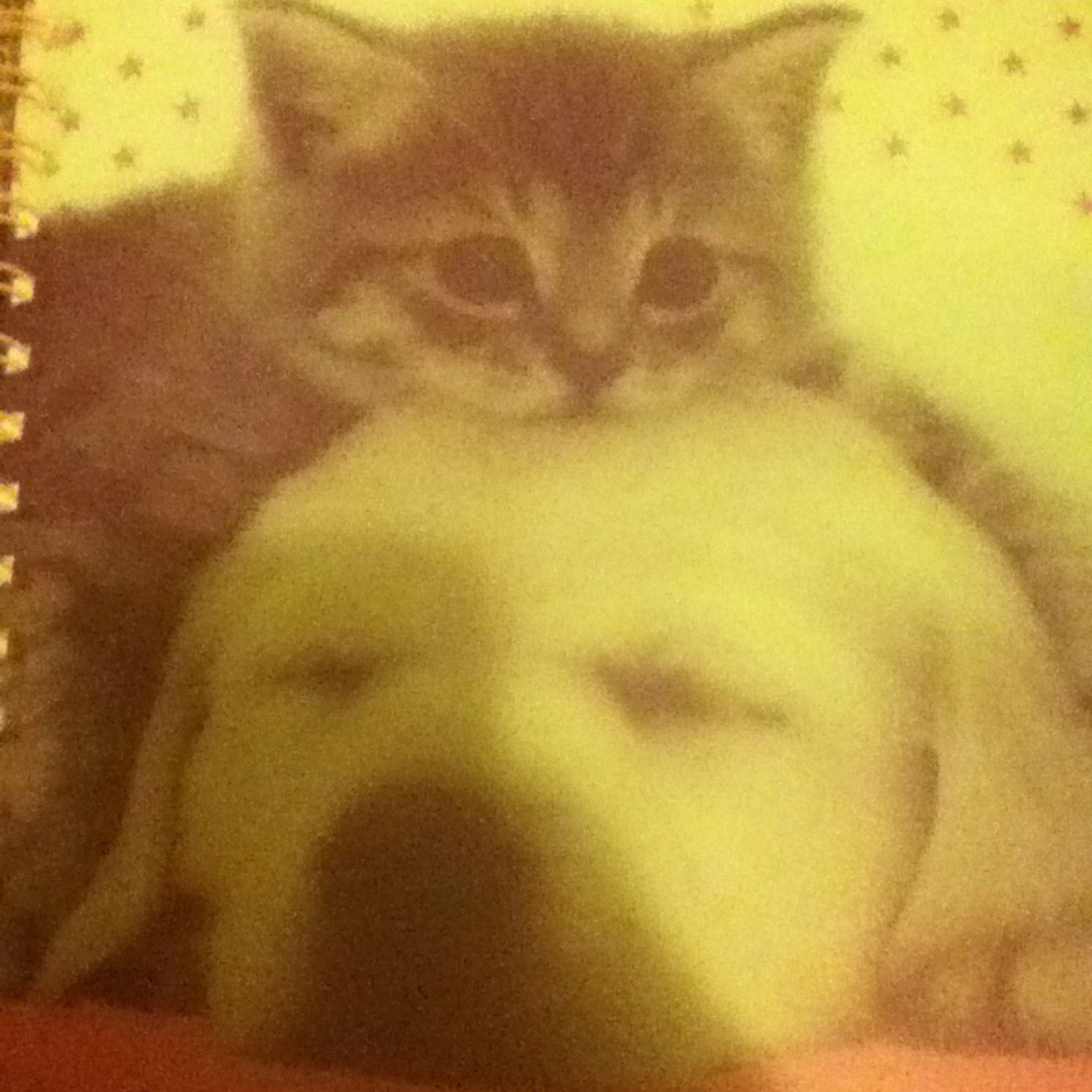 I love duchess and one direction