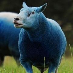 I'm a blue sheep living in a green world.