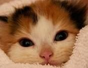 Just a kitty looking  about the world.