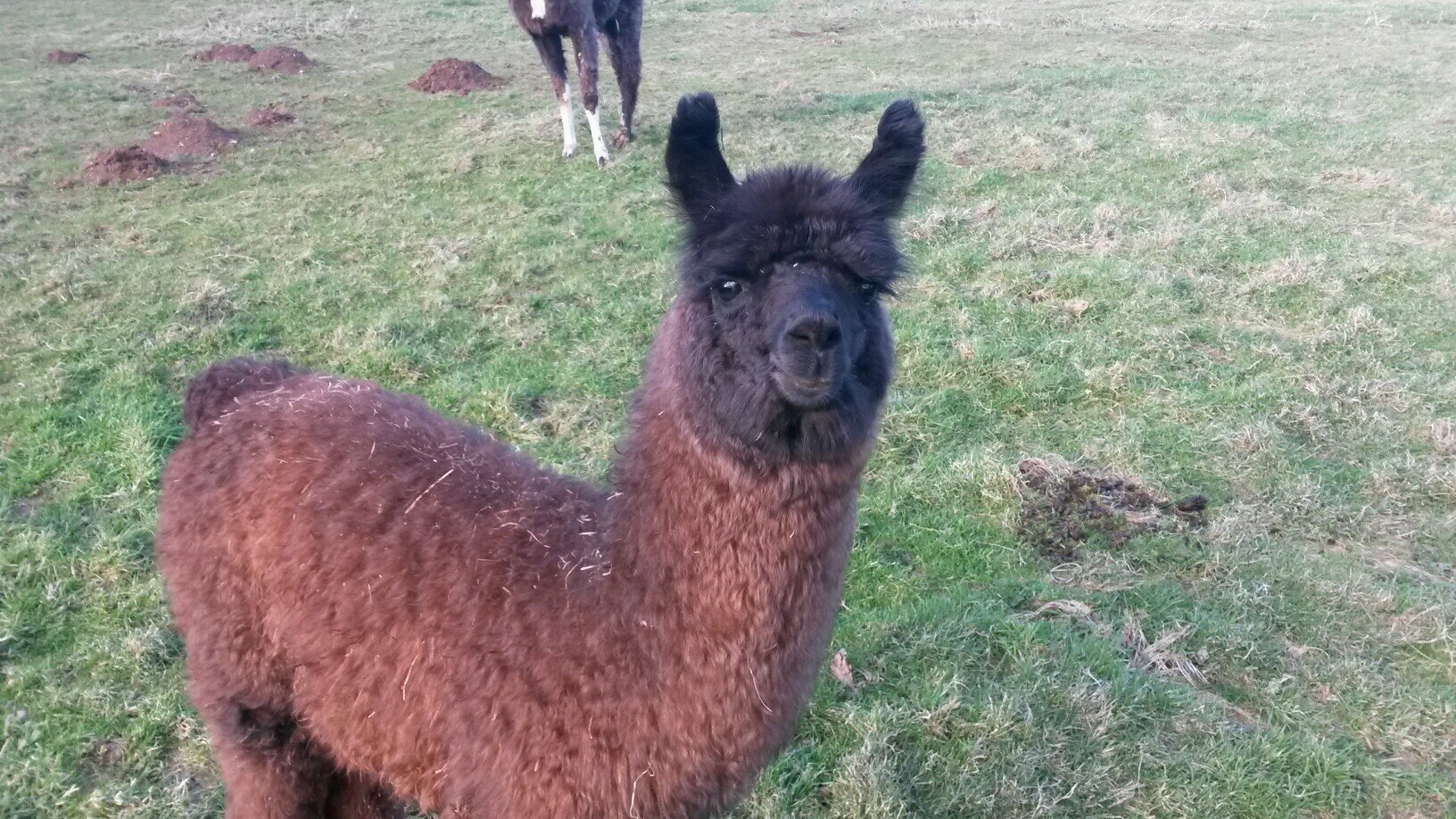 Llama Lland is home to the only miniature llamas in the whole of Europe, although we like to call them our Llittle Llamas. Visit our website for more!
