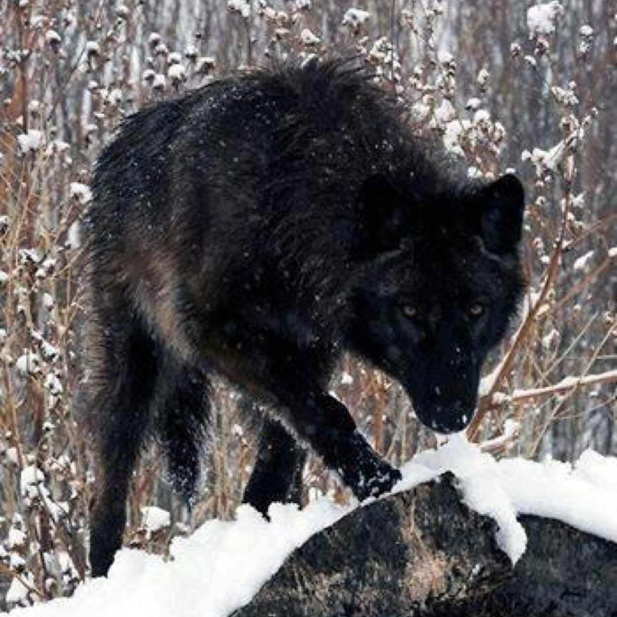 eric0297's profile picture. King