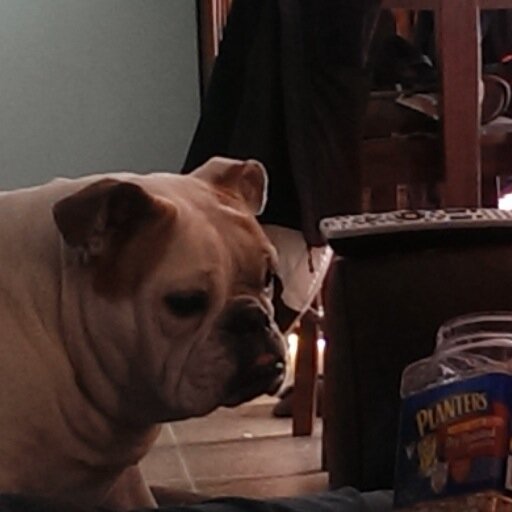I am a 6-old-old English Bulldog. I love to sleep on the sofa curled up next to Mommy and my brother, Ham. Even though Ham annoys me. Bulldogs love you the best