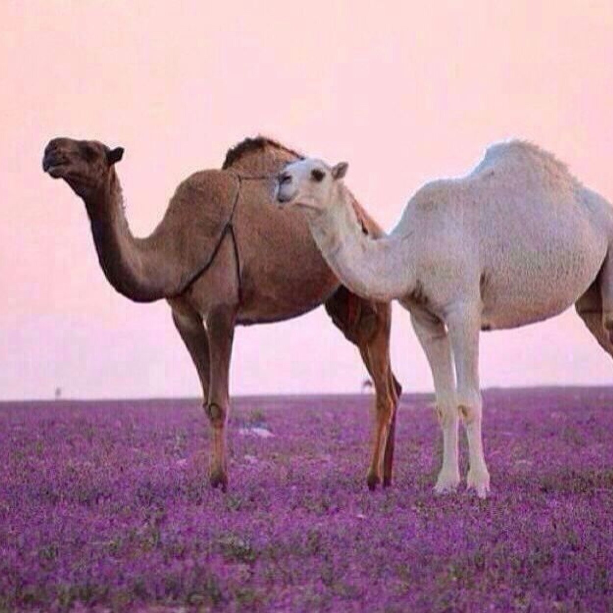 سبـحان الله والحمدلله والله وأكبر