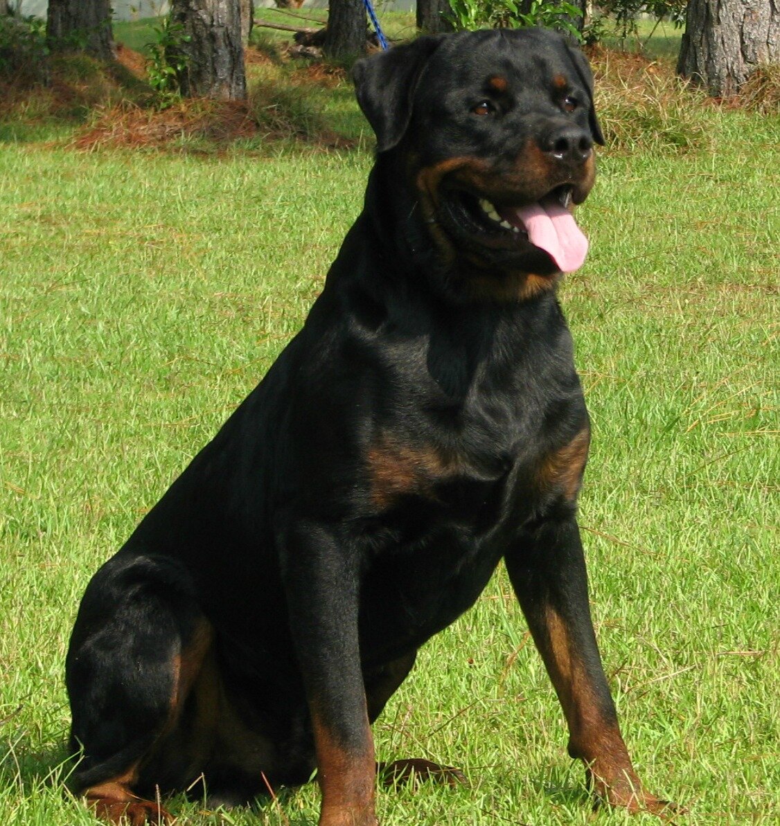 We are family rottweiler breeding business located in south Georgia with over 20 years experience. We strive to produce some of the finest rottweilers anywhere!