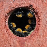 Invertebrates UK (@invertebrate_uk) 's Twitter Profile Photo Invertebrates UK (@invertebrate_uk) 's Twitter Profile Photo