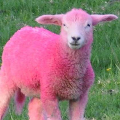 no pink sheep nopinksheep twitter