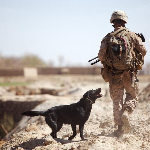 We post pictures of the true heroes that walk this earth and fight for our freedom.