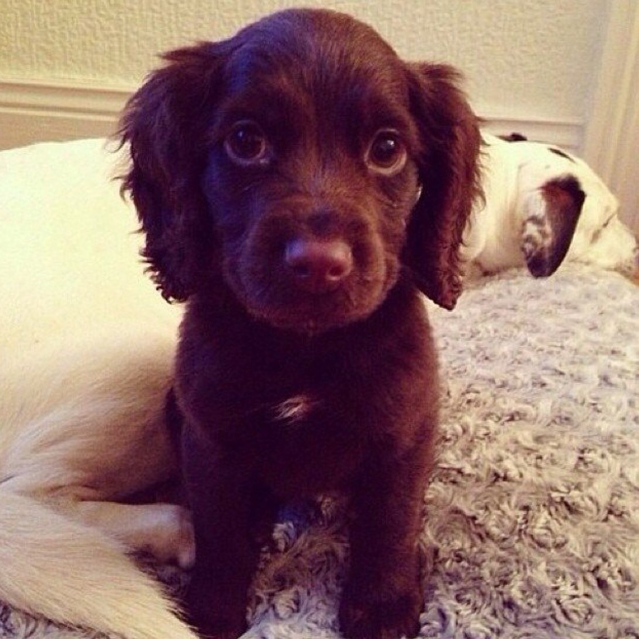 Junko على تويتر 韓国語でオレオレサランヘヨゎいつまでも愛してるの意味との事 日本でゎオレオレ詐欺なのに