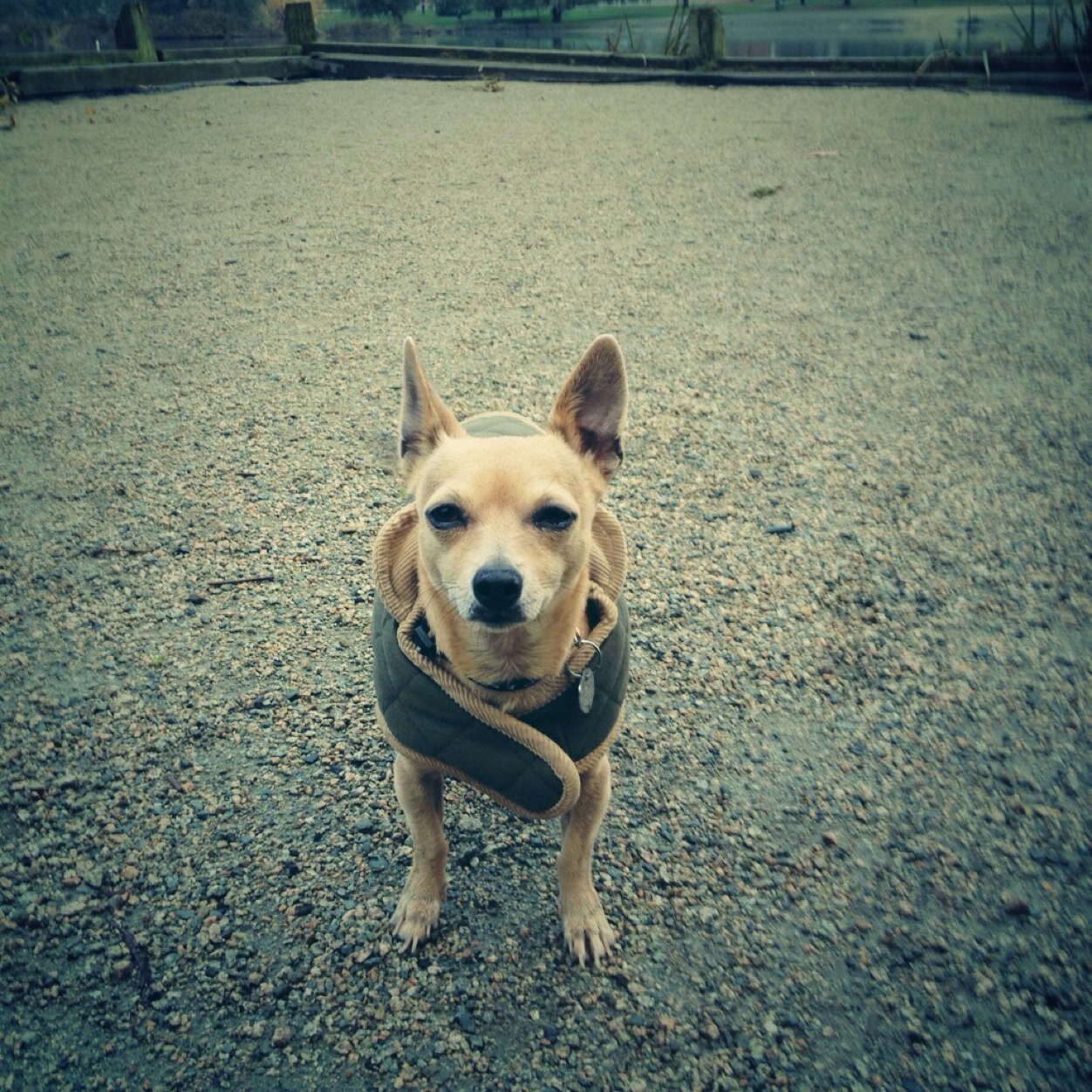 SageYVR's profile picture. Rescued from Cali, living the good life in East Van. Constantly in search of treats.  Love peeing on leaves and rolling in worms. Proud member of #zombiesquad.