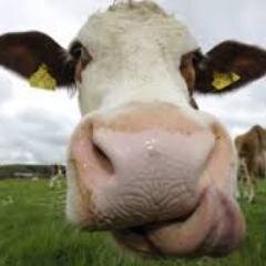Gobshite -  mother - vegetarian... yeah that really is about everything. All eyelashes and opinions are my own. Cheers.