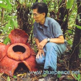 Forest Gan, Forest, Saver Earth