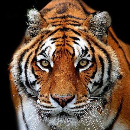 ForexTraderBCN's profile picture. 