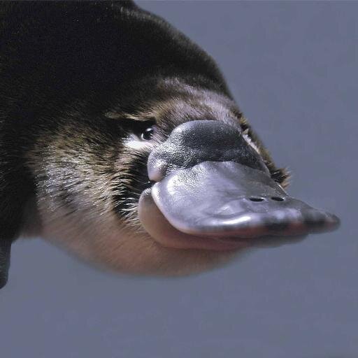 crazy platypus facts crazy platypus facts