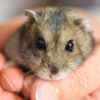 ハムスターの飼育 可愛い動画も満載 Hamstershiiku Twitter