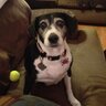 BellyRubPlease's profile picture. I'm a lab/beagle diva named Suki who owns a wonderful mommy (Stacey) easily swayed by puppy dog eyes. Check out my FB page and blog http://t.co/HnYGowYXqH!