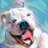 thedoggieinn's profile image