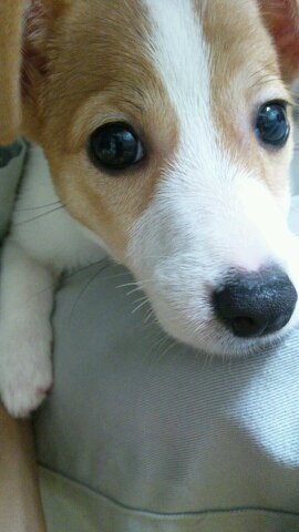🐴🐶が大好きです♪ヽ(´▽｀)/

川端海翼騎手のと～～ちゃん🎵