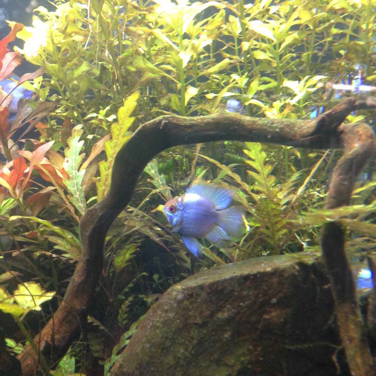 quauqa's profile picture. アクアリウム、特に水草の素晴らしさを伝えるのが使命。 アクアリウムには様々な需要があります。 犬、猫と同じようなペットとして、またはインテリアとして・・・ もっとアクアリウム人口が増えたらいいのになー！