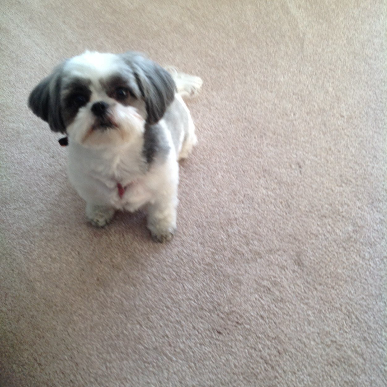 lomalinda4's profile picture. 