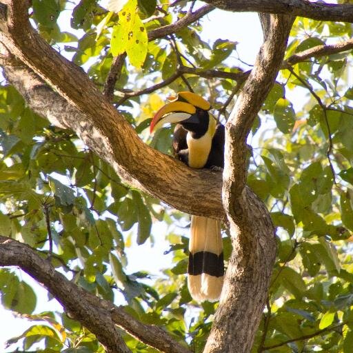 Non profit working to save world's most critical forests and mangroves in the Western Ghats of India