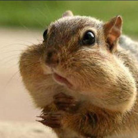 Adieu, dit le renard. Voici mon secret. Il est très simple: on ne voit bien qu'avec le cœur. L'essentiel est invisible pour les yeux.