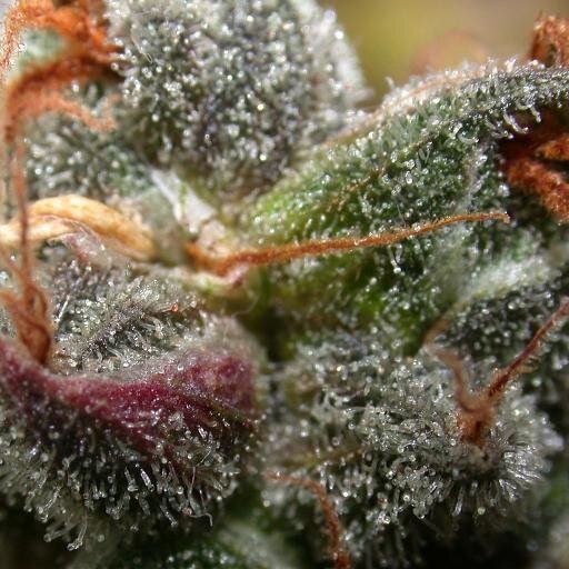 HempHelpsHeal's profile picture. Save Our Forests, Plant a Hemp Farm!