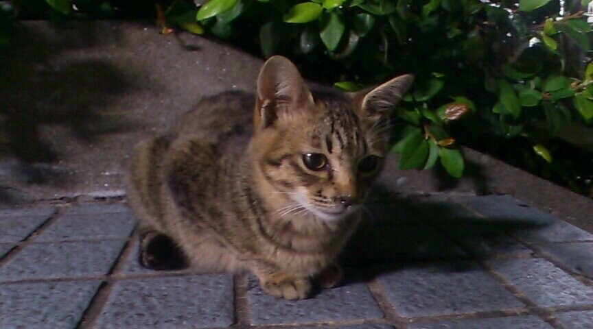 あへあへ生活！