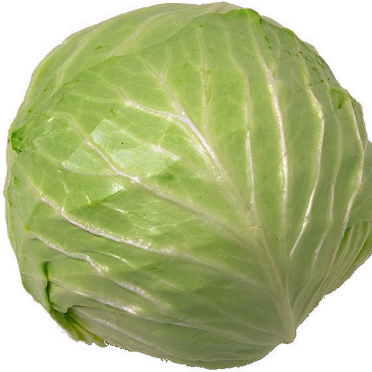 simplecabbage's profile picture. A simple cabbage with a twitter