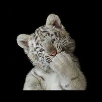 دب من الـجوف (@fahhaad5) 's Twitter Profile
